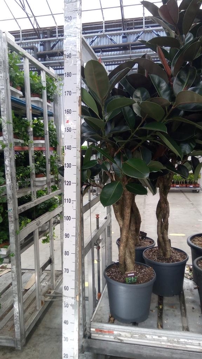<h4>Ficus elastica 'Burgundy'</h4>