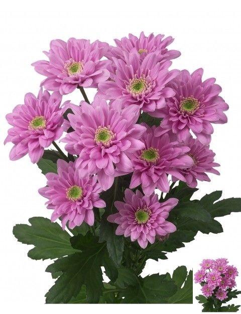 <h4>CHR T FIANNA</h4>