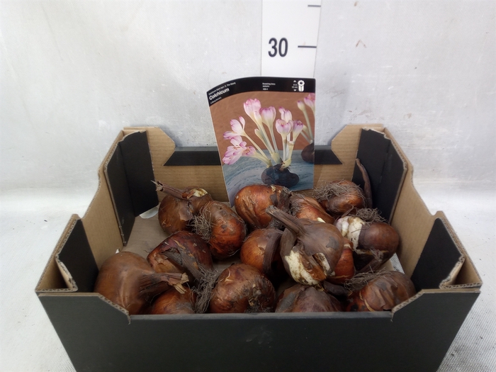 <h4>Colchicum  'Giant'</h4>