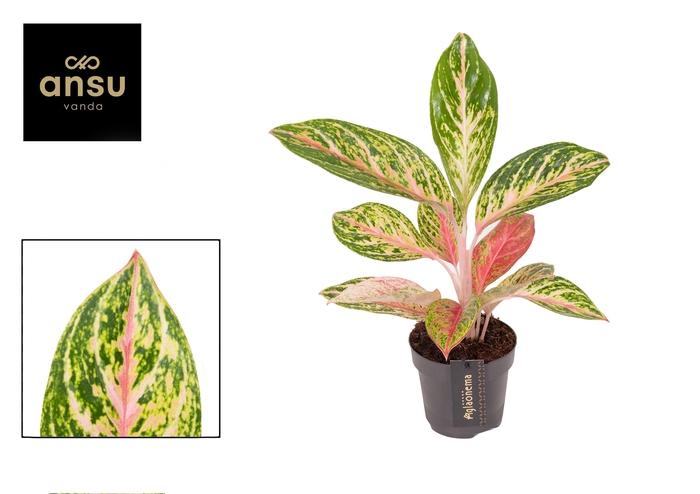 <h4>Aglaonema Coco Melon</h4>