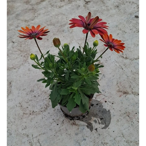 <h4>Osteospermum Purple Sun</h4>