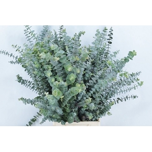 EUC BABY BLUE BUND 200gr