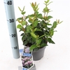Viburnum tinus 'Lisarose' pbr P17 (2ltr)