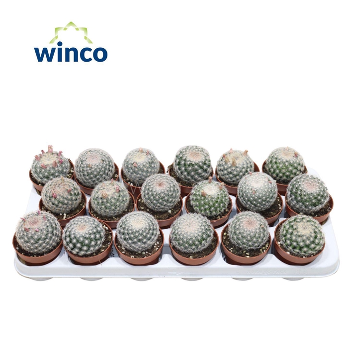 <h4>MAMM ALBATA SANCIRO</h4>