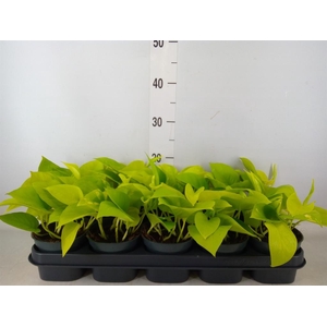 Epipremnum pinn. 'Golden Pothos'