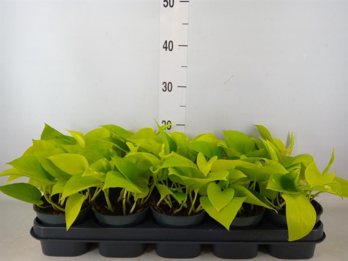 <h4>Epipremnum pinn. 'Golden Pothos'</h4>