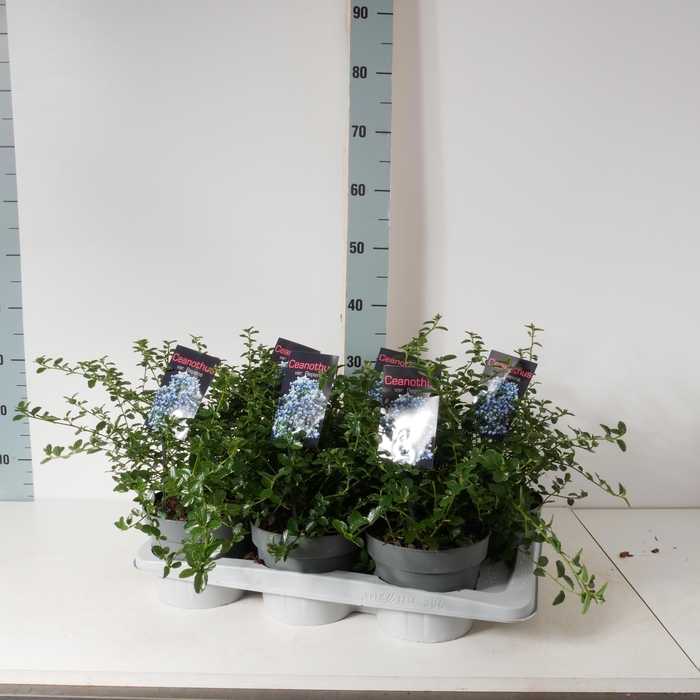 <h4>CEAN TH REPENS</h4>