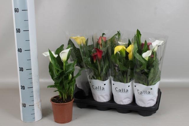 <h4>ZANT GEM 5 KL</h4>