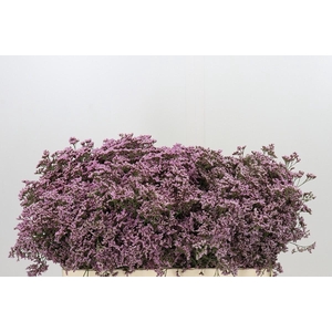 Limonium ov Safora Oshi Pink