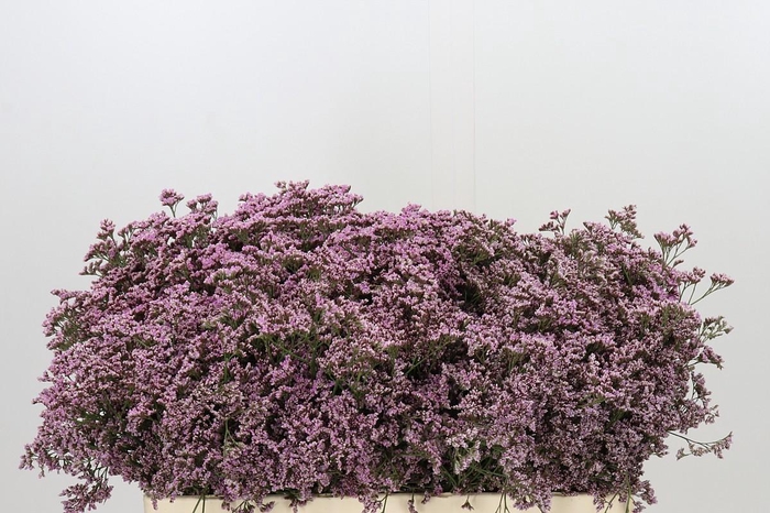 <h4>Limonium ov Safora Oshi Pink</h4>