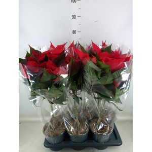 Euphorbia pulc. 'Christ Feel'