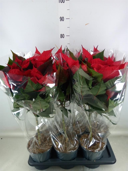 <h4>Euphorbia pulc. 'Christ Feel'</h4>