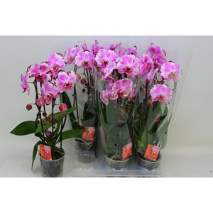 PHAL CASCADE MAGIC PINK 2 TAK