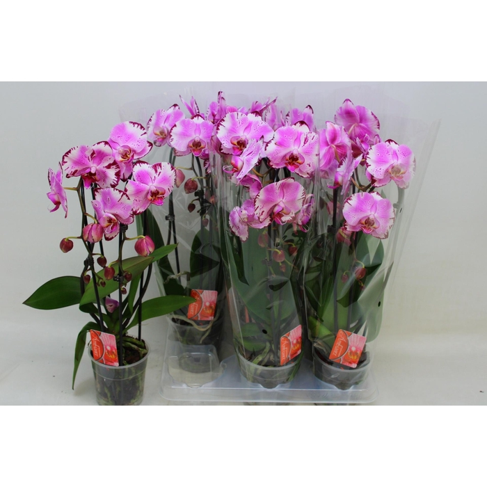 <h4>PHAL EL CASCADE</h4>