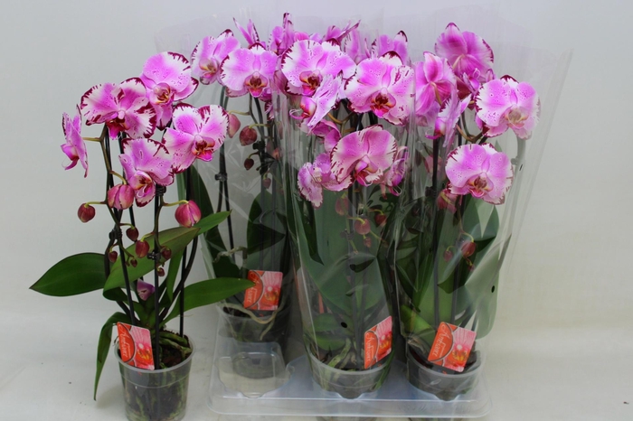 <h4>PHAL CASCADE MAGIC PINK 2 TAK</h4>