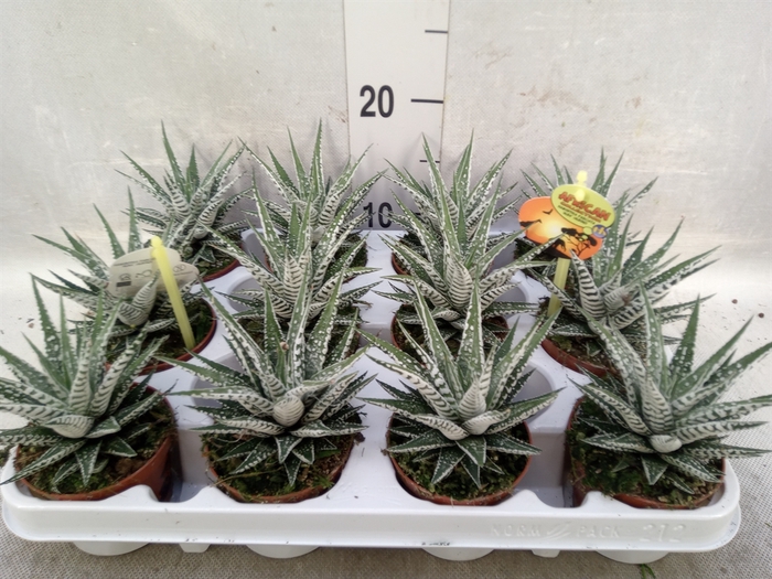 Haworthia fasciala 'Alba'