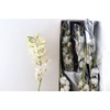 Cymb White 12/15 Bl Per Tak