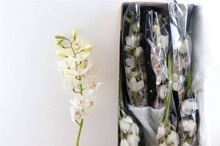 Cymb White 12/15 Bl Per Tak