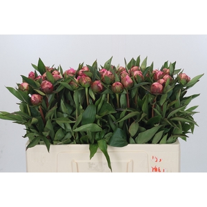 Paeonia Dr A Fleming