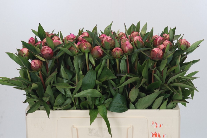 Paeonia Dr A Fleming