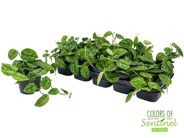 <h4>Scindapsus Pict Argyraeus</h4>