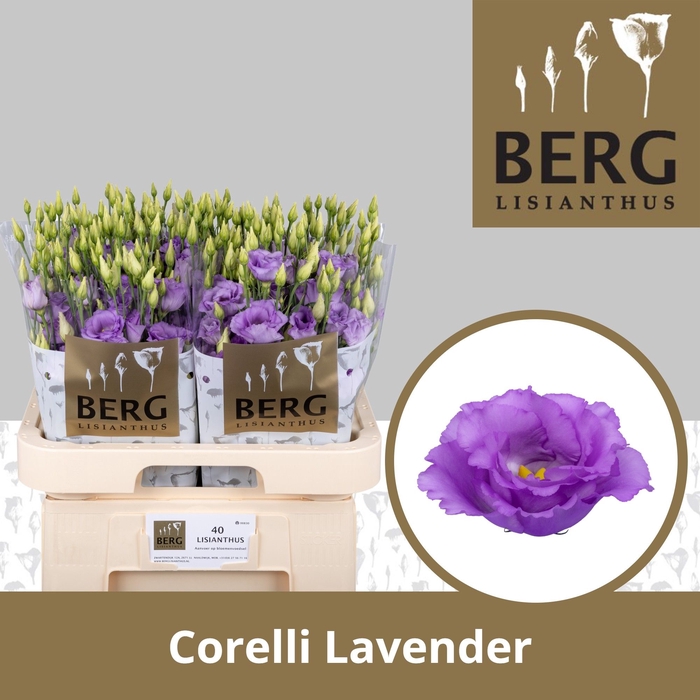 <h4>Lisianthus Corelli Lavender</h4>