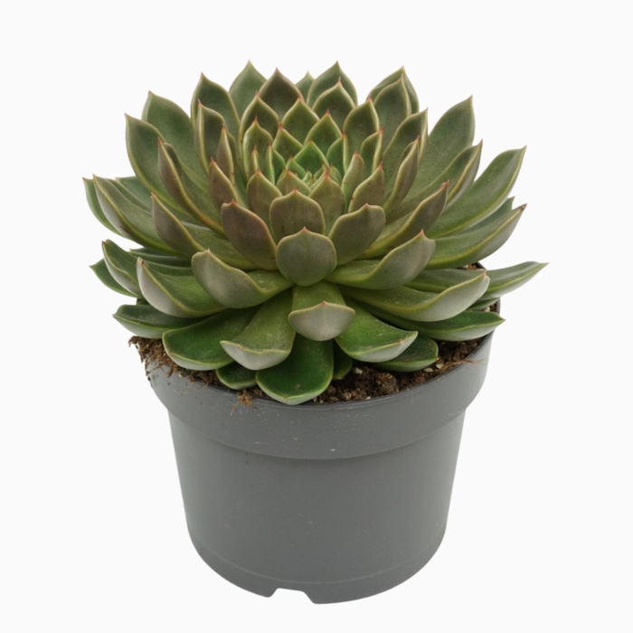 <h4>Echeveria</h4>