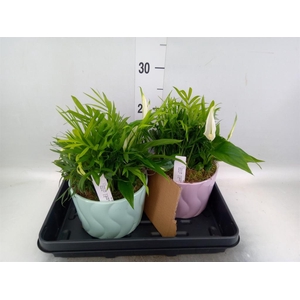 Arr.    Planten  L%