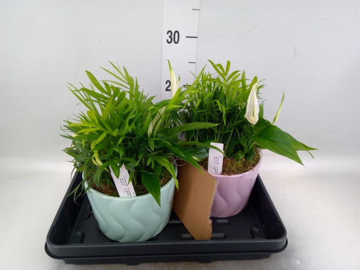 <h4>Arr.    Planten  L%</h4>