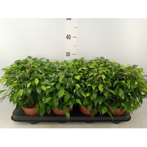 Ficus benja. 'Green Kinky'