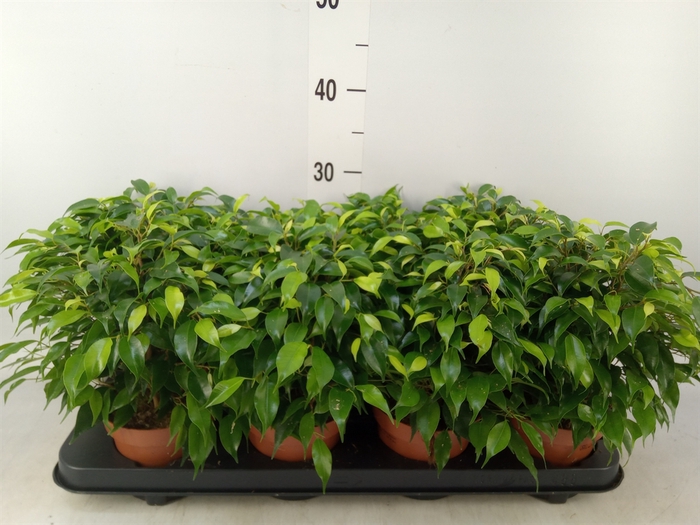 <h4>Ficus benja. 'Green Kinky'</h4>