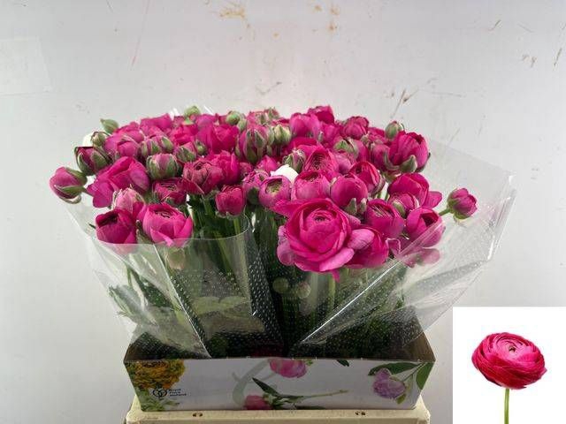 <h4>RANUNCULUS OV</h4>
