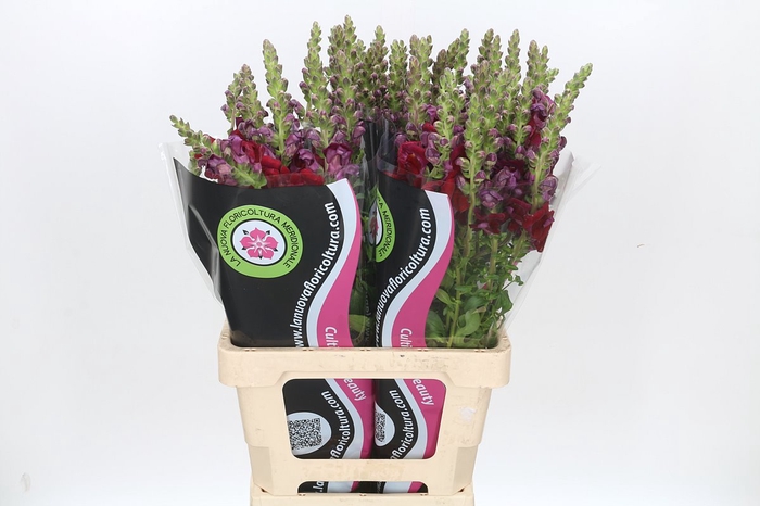 <h4>ANTIRRHINUM POTOMAC RED</h4>