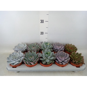 Echeveria   ...mix