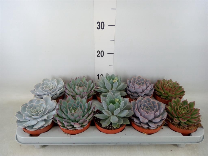 <h4>Echeveria   ...mix</h4>