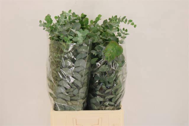 <h4>EUC CINEREA PER BOS</h4>