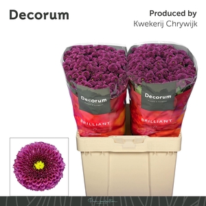 Chr San AAA Purpetta