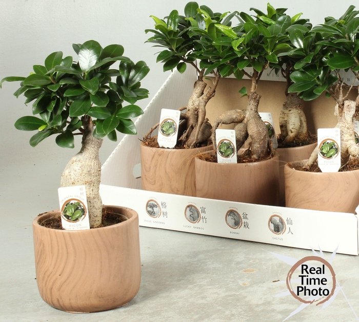 <h4>FIC MI GINSENG</h4>