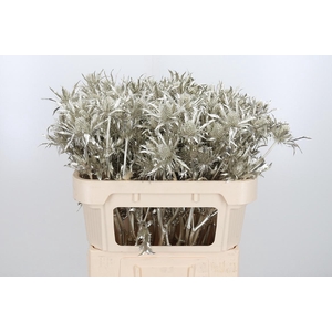 Eryn Orion Kl Bh Platina