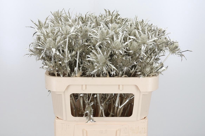 <h4>Eryn Orion Kl Bh Platina</h4>