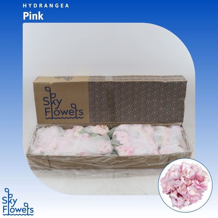 <h4>Hydrangea Pink</h4>