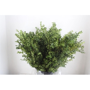 Buxus Green P Bunch