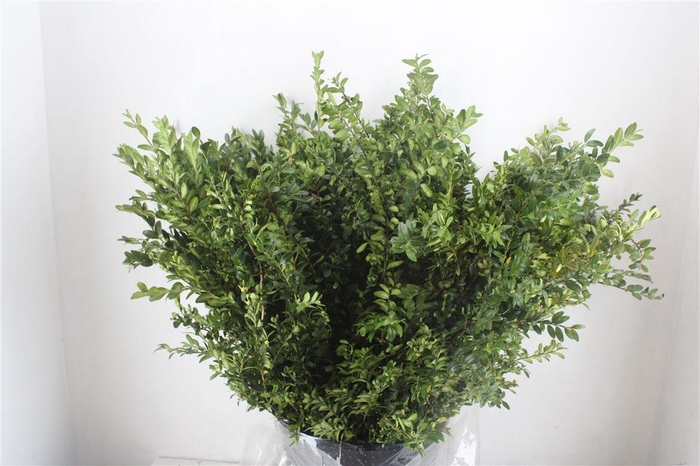 <h4>Buxus Green P Bunch</h4>