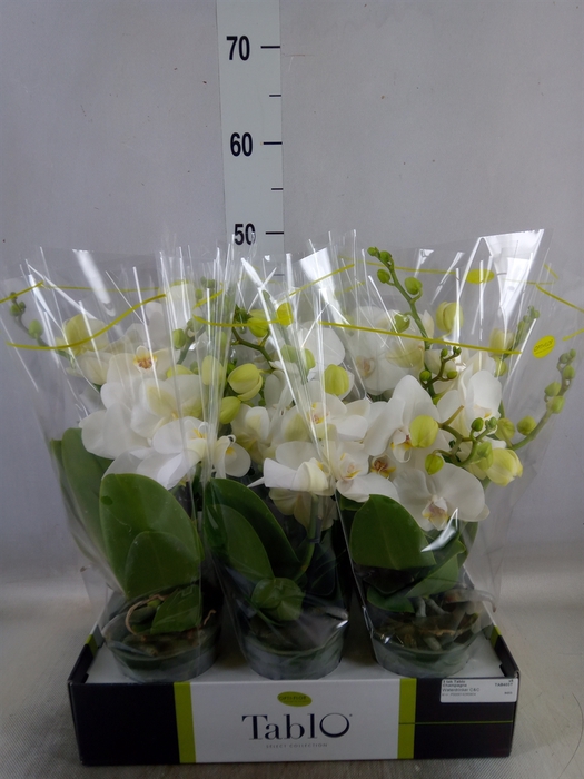 <h4>Phalaenopsis   ...white</h4>