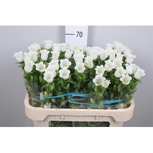 Camp M Champion White