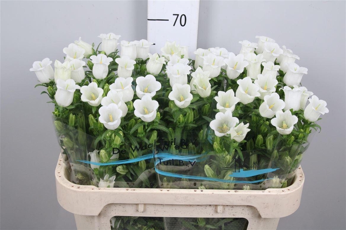 <h4>Camp M Champion White</h4>