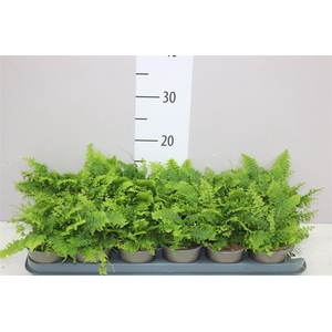 Nephrolepis Green Moment