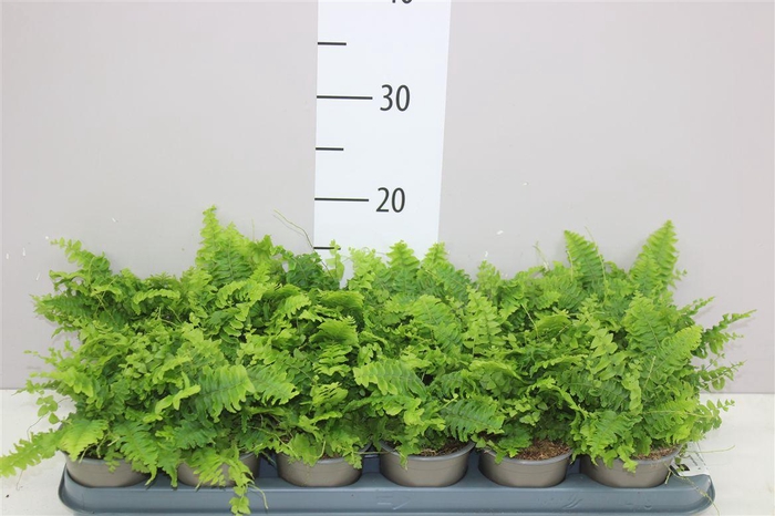 <h4>Nephrolepis Green Moment</h4>