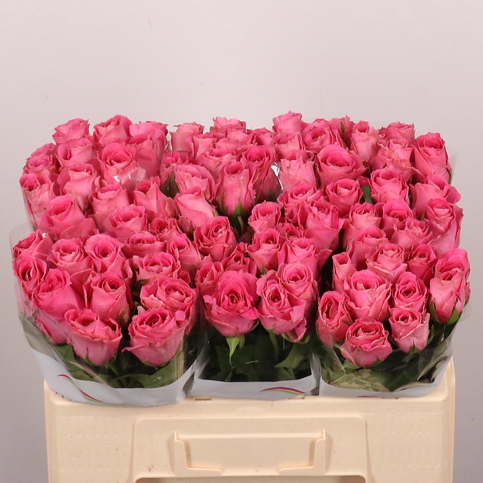 <h4>R GR WATERGAME</h4>