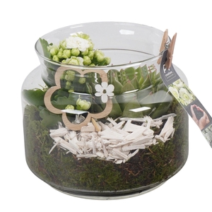 Arr.   Planten L%